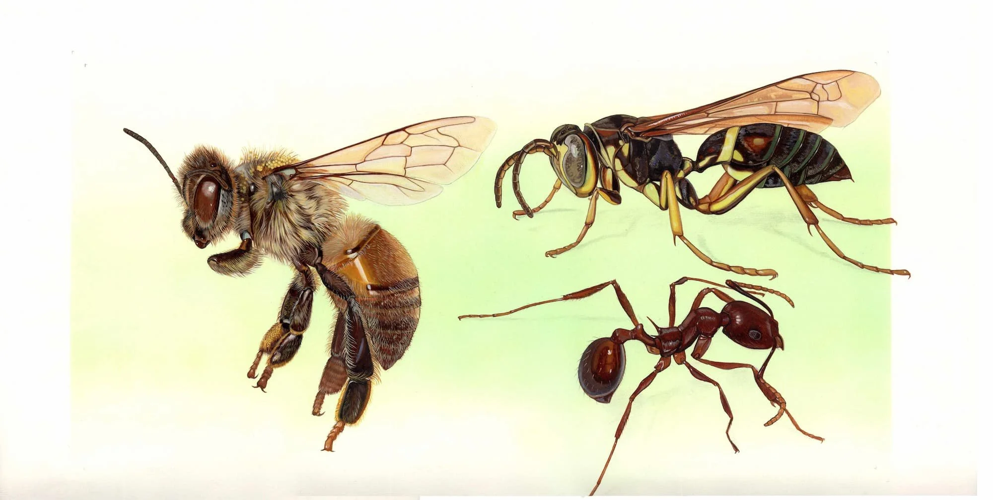 Kest_Bees Wasps and Ants_pp4-5_14 and a half x 21 and a half (2).jpg