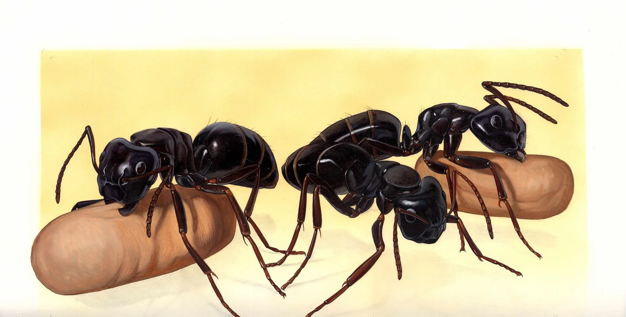 Kest_Bees Wasps and Ants_pp30-31_14 and a half x 21 and a half (2).jpg