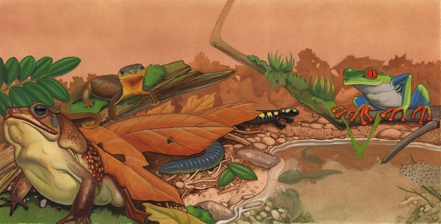 KEST_PWB Amphibspp.14-15 Toad, Frog habitat_web.jpg