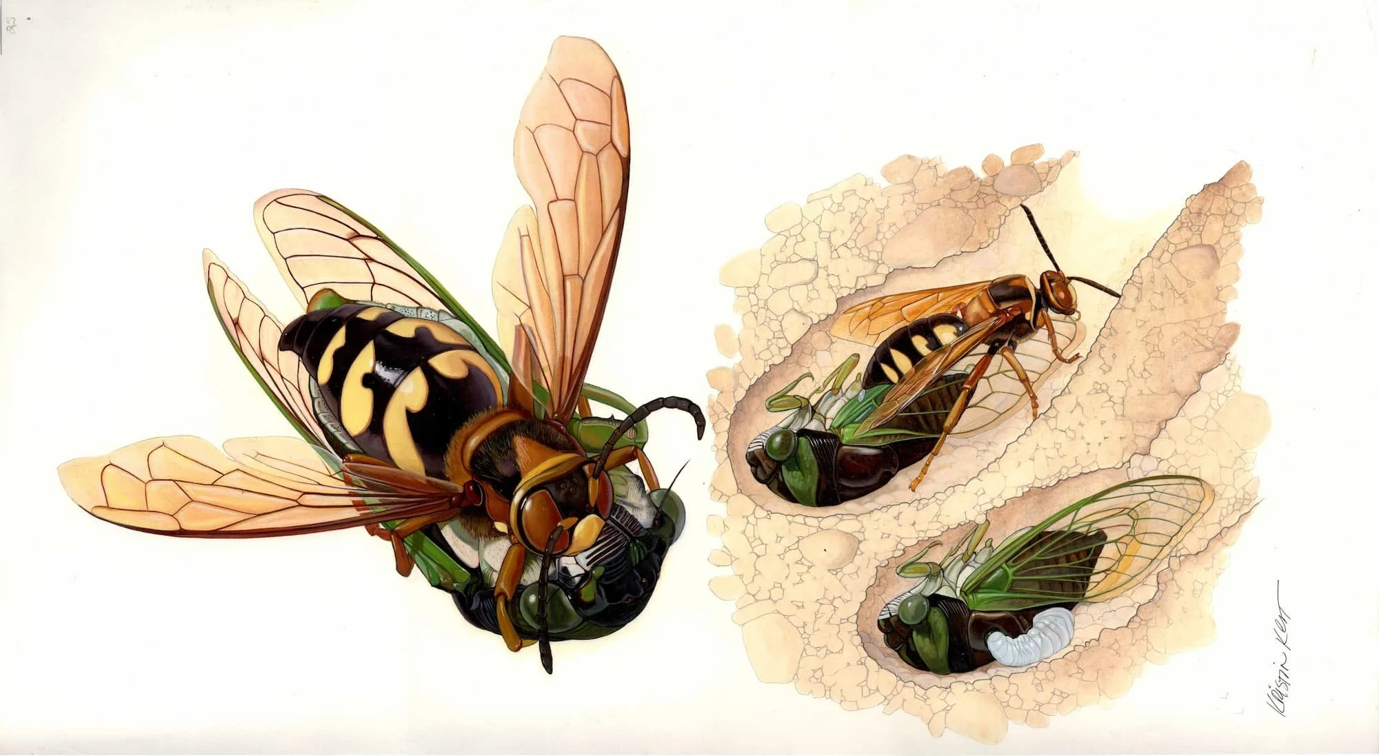 Kest_Bees Wasps and Ants_pp24-25_14 and a half x 21 and a half (2).jpg
