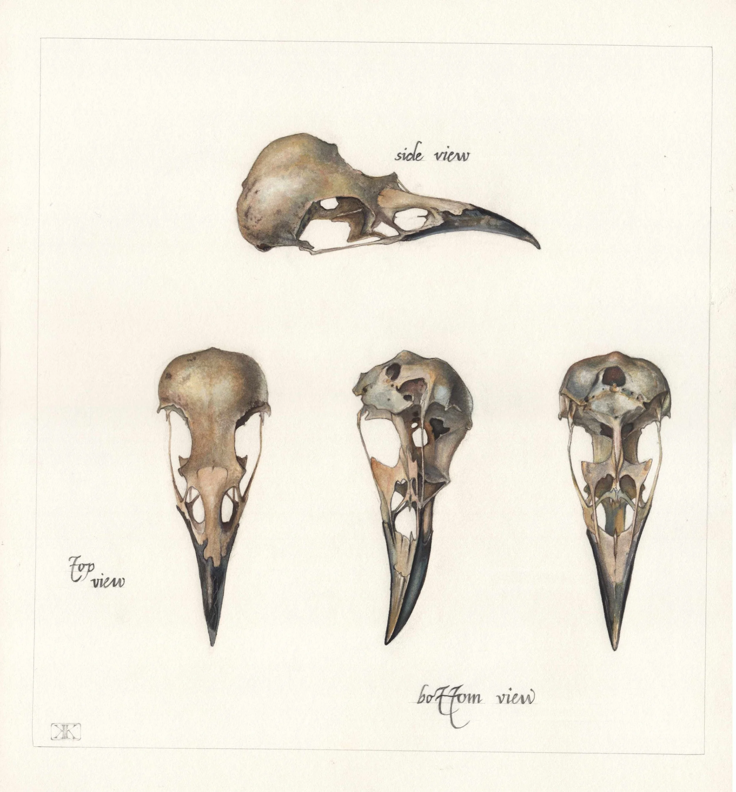 Kest_Crow skull.jpg