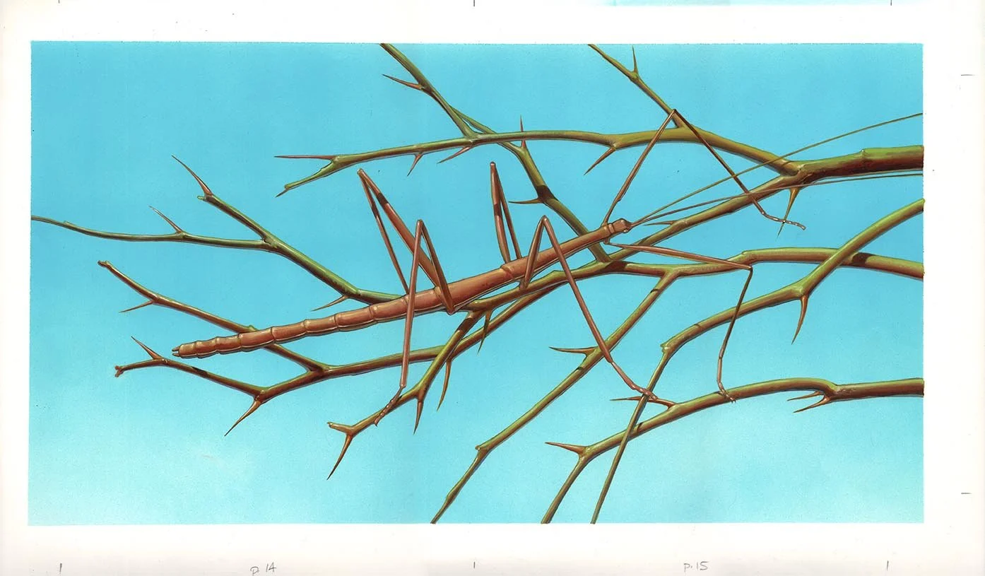Kest_The Bug Book spread 14-15 walking stick Golden Books 17 and three quarters x 9 and one quarter.jpg