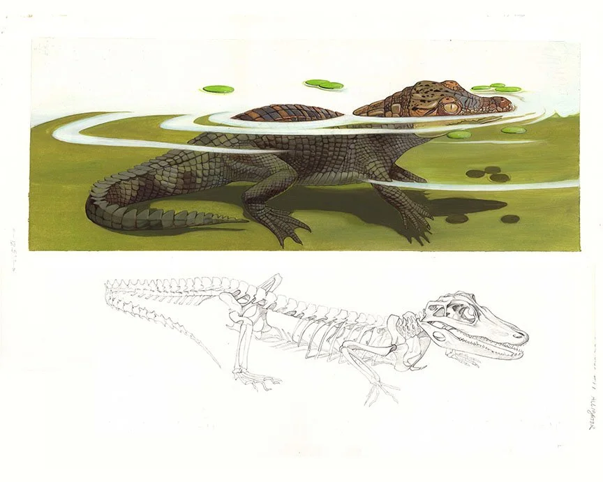 Kest_Franklin Watts_Animal Skeletons_p30  alligator 15  x 18 and a half C.jpg