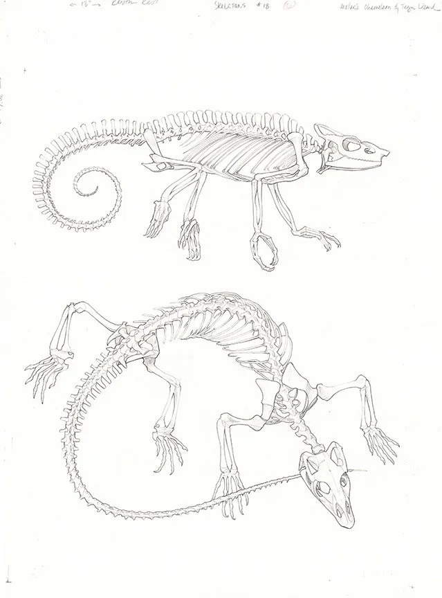 Kest_Franklin Watts_Animal Skeletons_p34  lizard skeletons  14 and three quarters x 20 and a quarter C.jpg