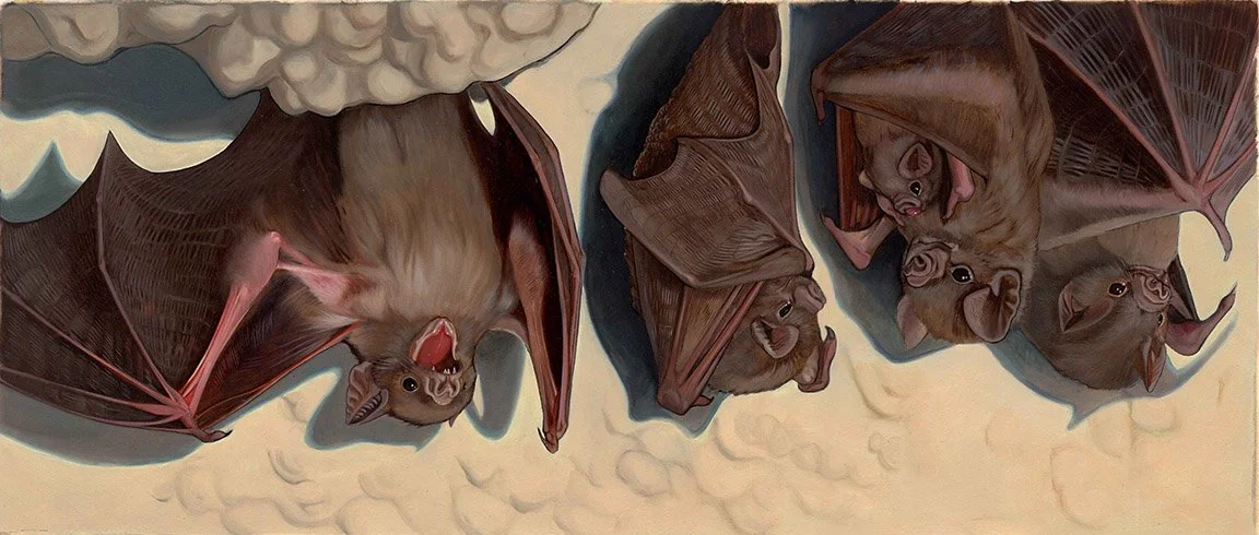Kest_CreepyCreatures_Vampire Bats  20 and a half x 9, oil on paper.jpg