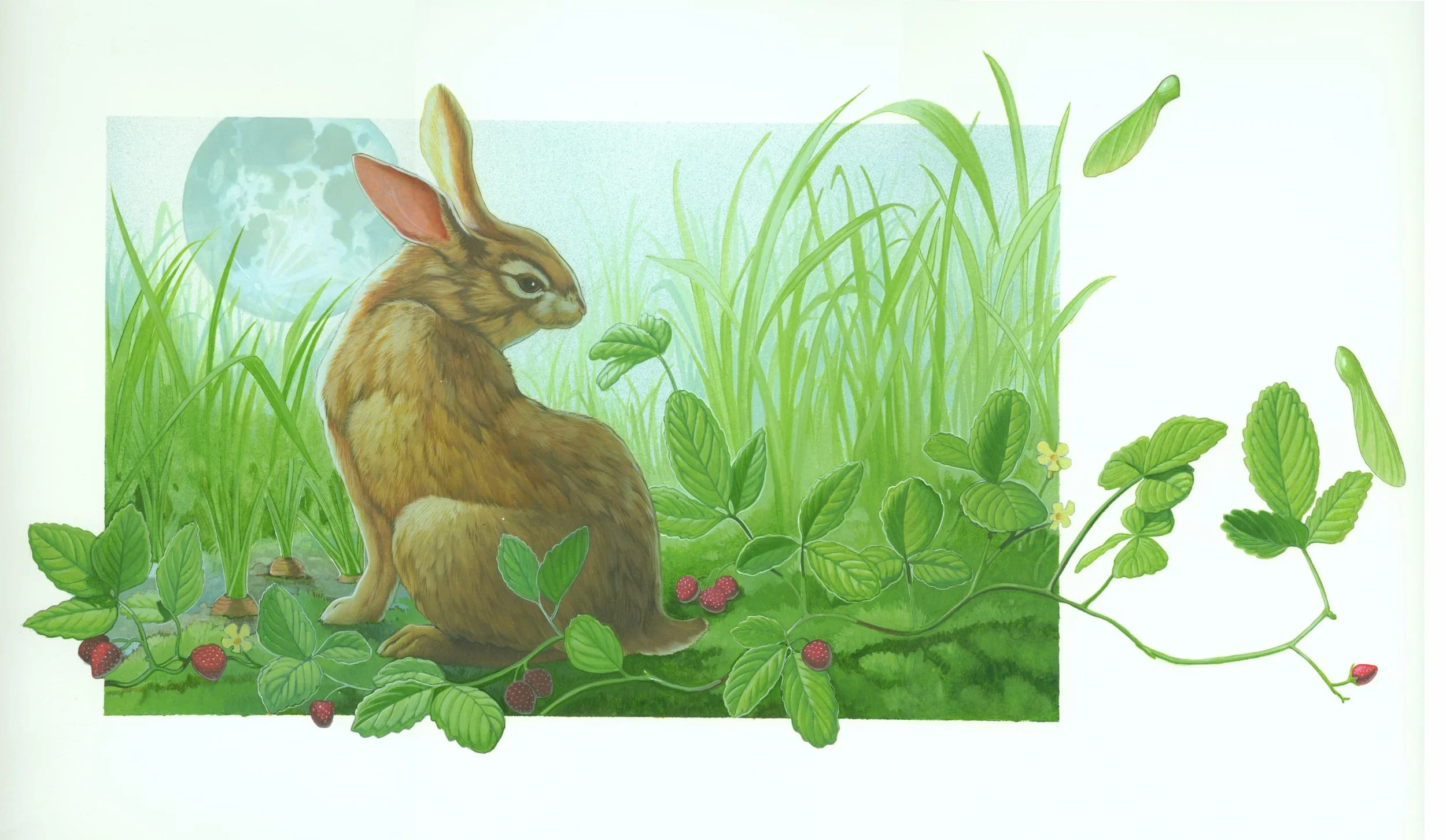 Rabbit 24-25 (2).jpg