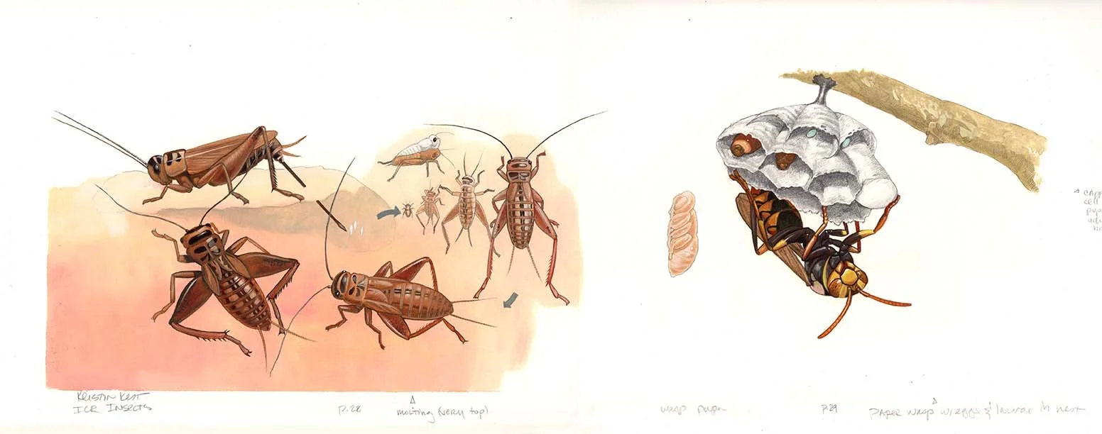 Kest_ICRA Insects pp 28-29 Instars vs complete metamorphosis Troll 18 and a half x 8 and a half.jpg