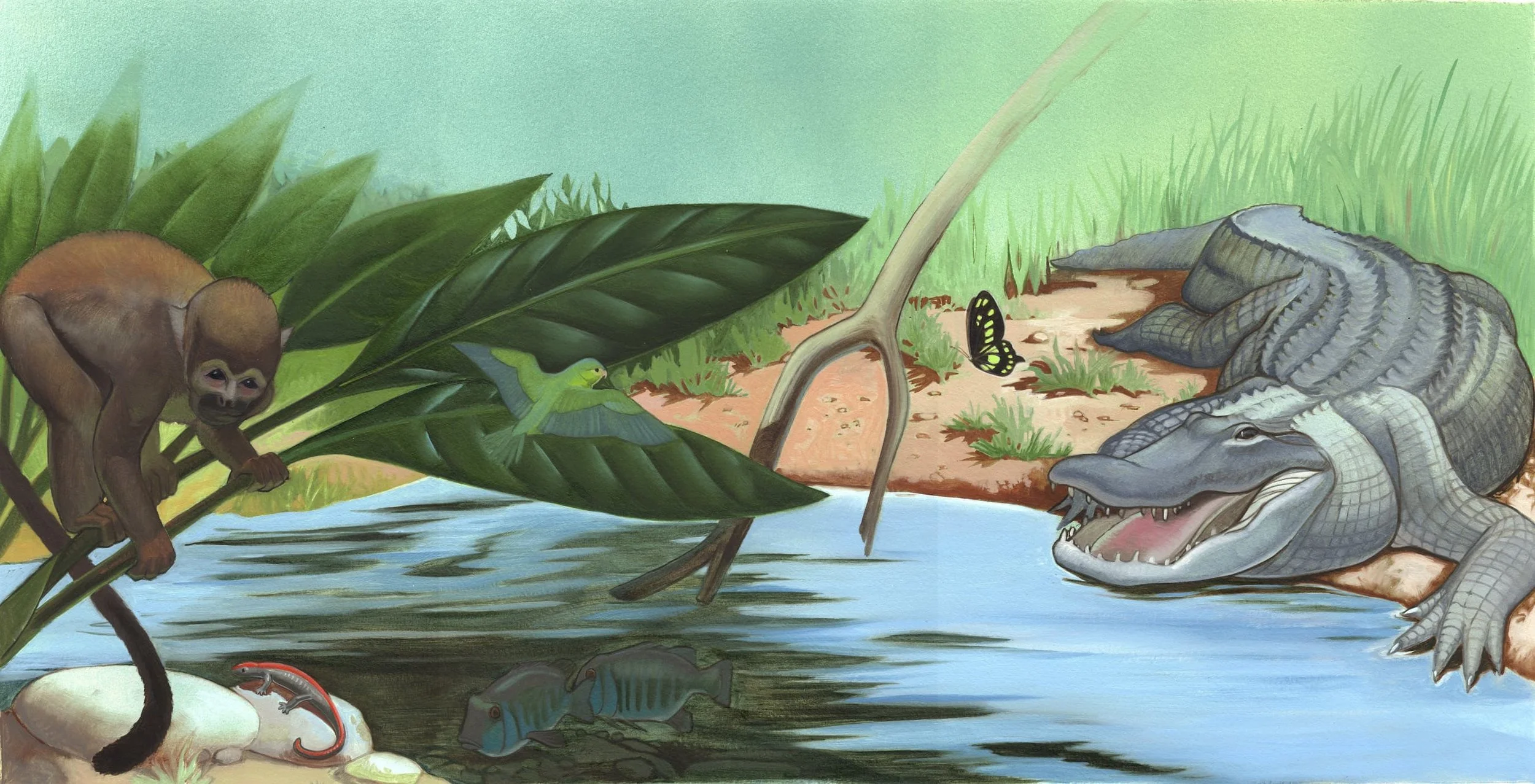 Kest_PWB Amphibspp.4-5 Aquatic habitat.jpg