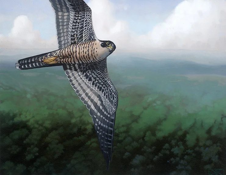 kest_cover_PeregrineJourney web.jpg