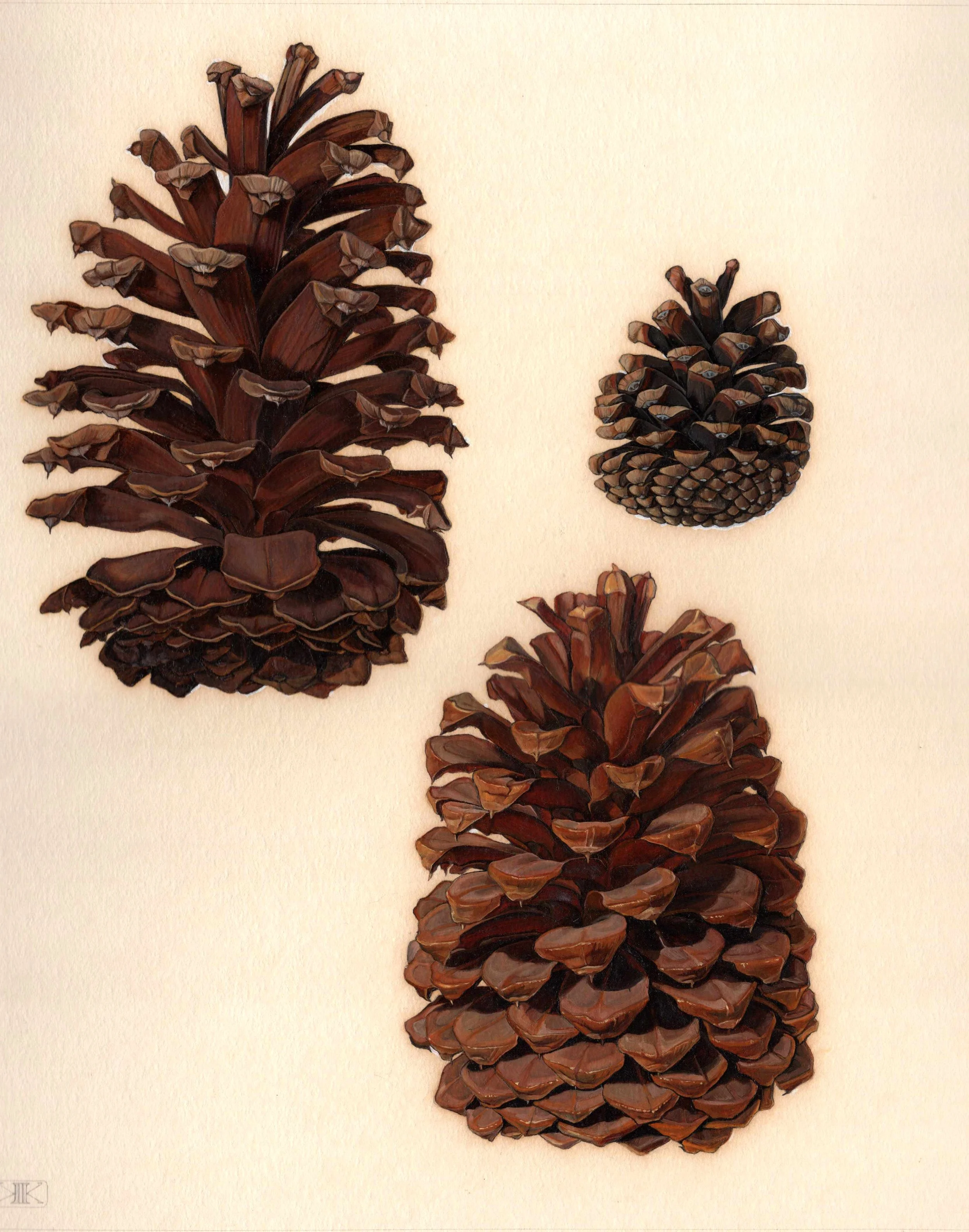 Kest_Pinecone study.jpg