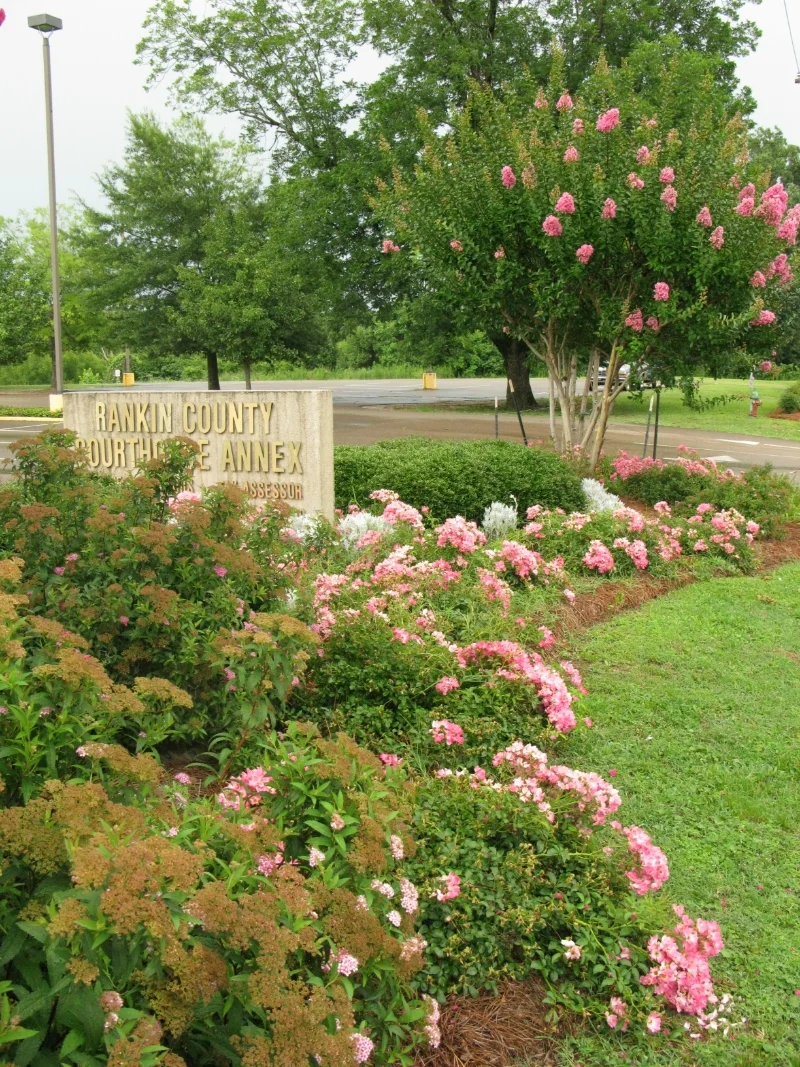 Plant It Pink flower bed at the Rankin County Courthouse Annex in downtown Brandon, MS.