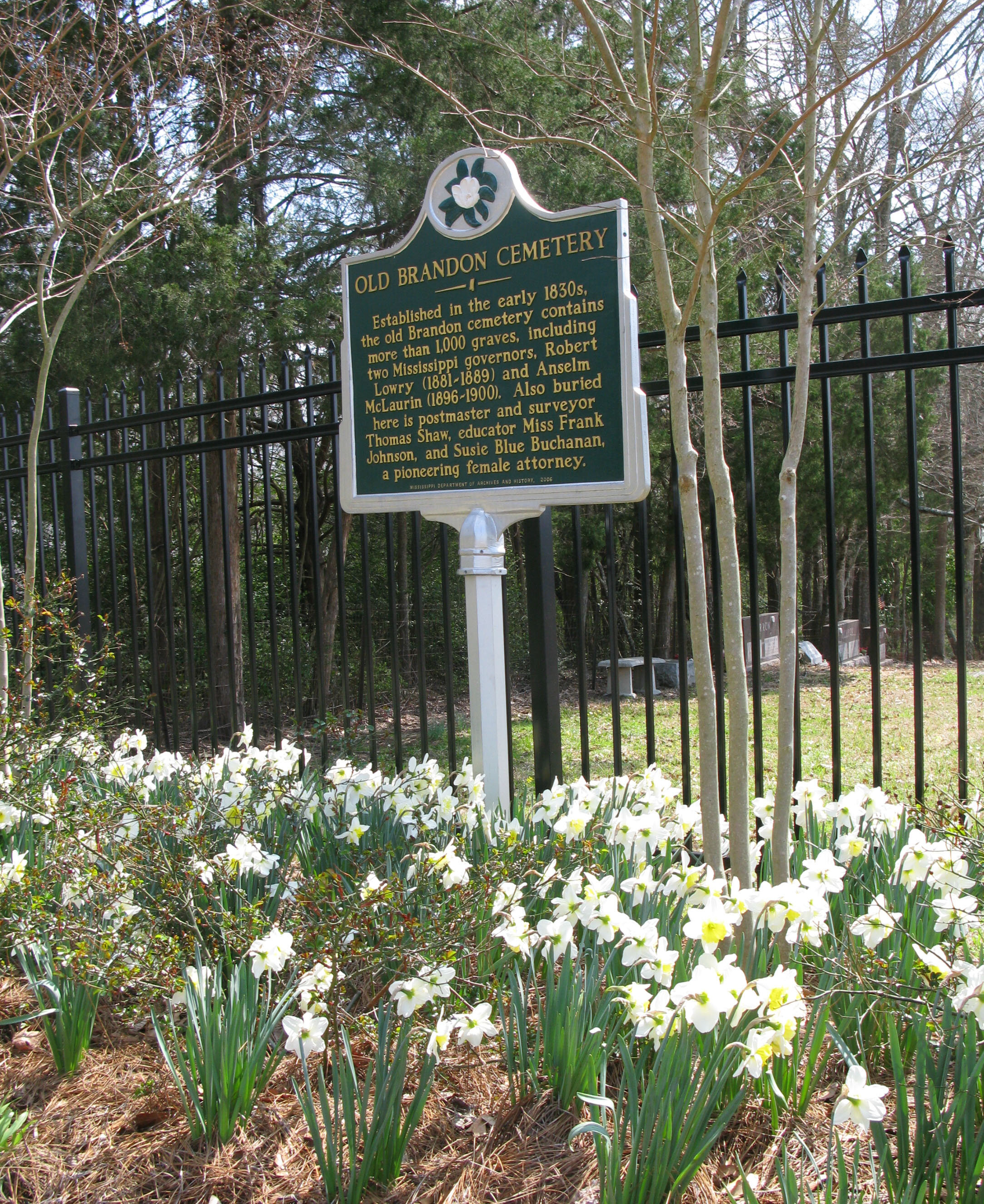 5 - Daffodils closeup with sign.jpg