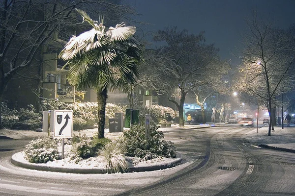 Photo4_snowypalms600px.jpg