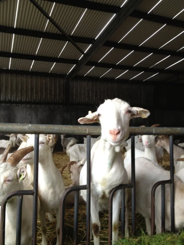 Welcome to St. Tola's Organic Goat Cheese Farm