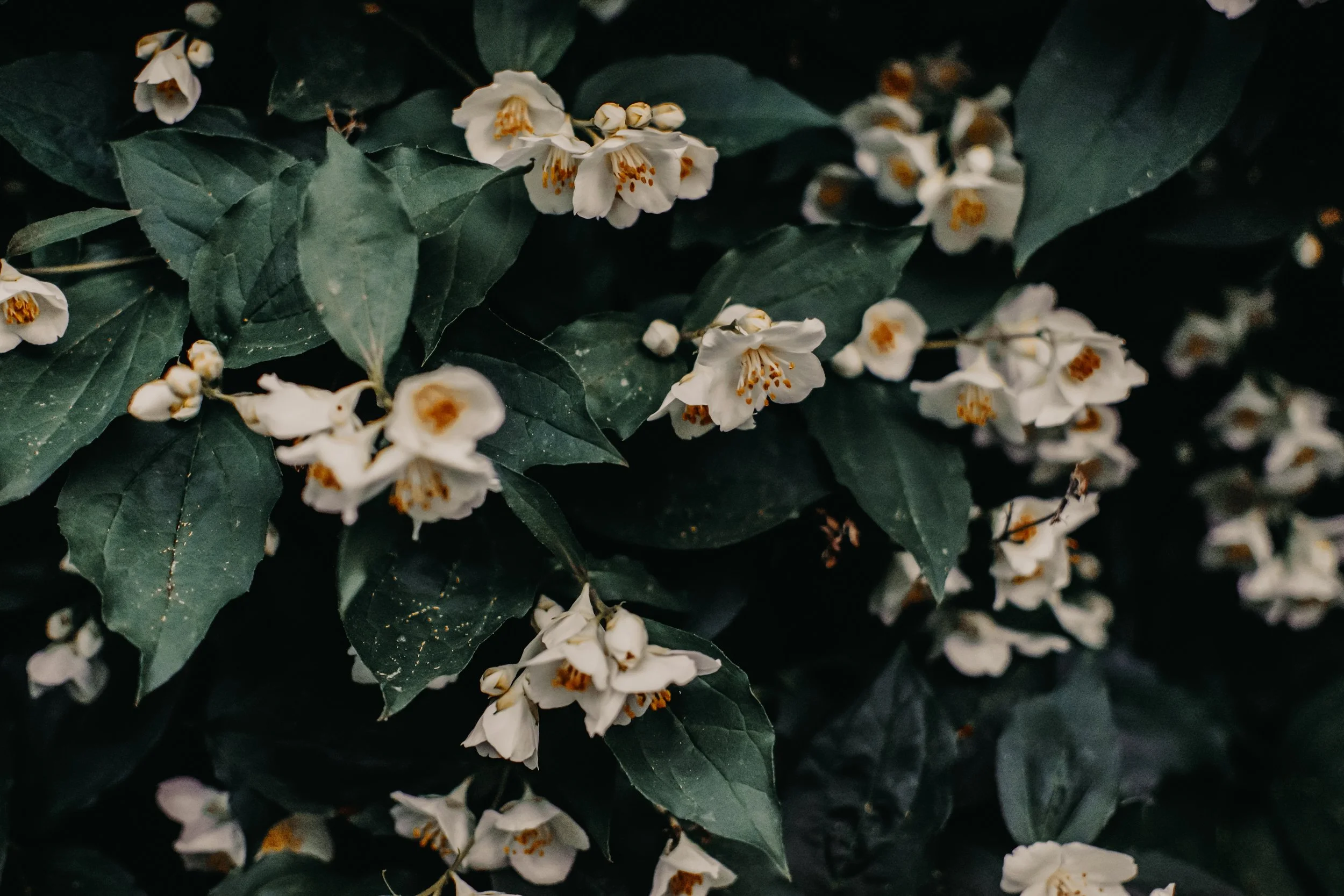irina-kostenich-611249-unsplash.jpg