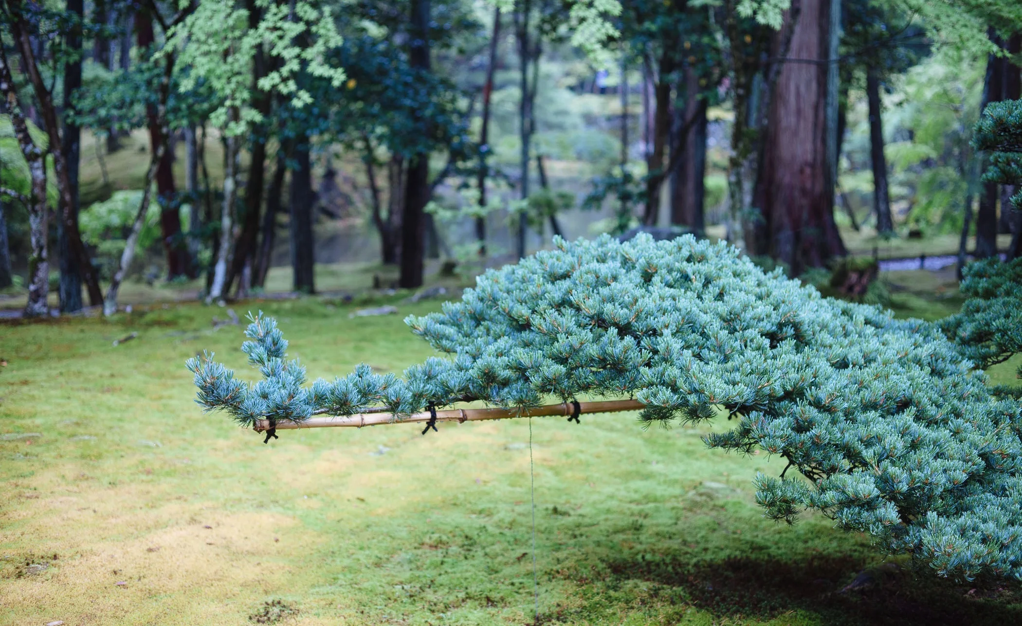 PSW+Kokedera-8.jpg