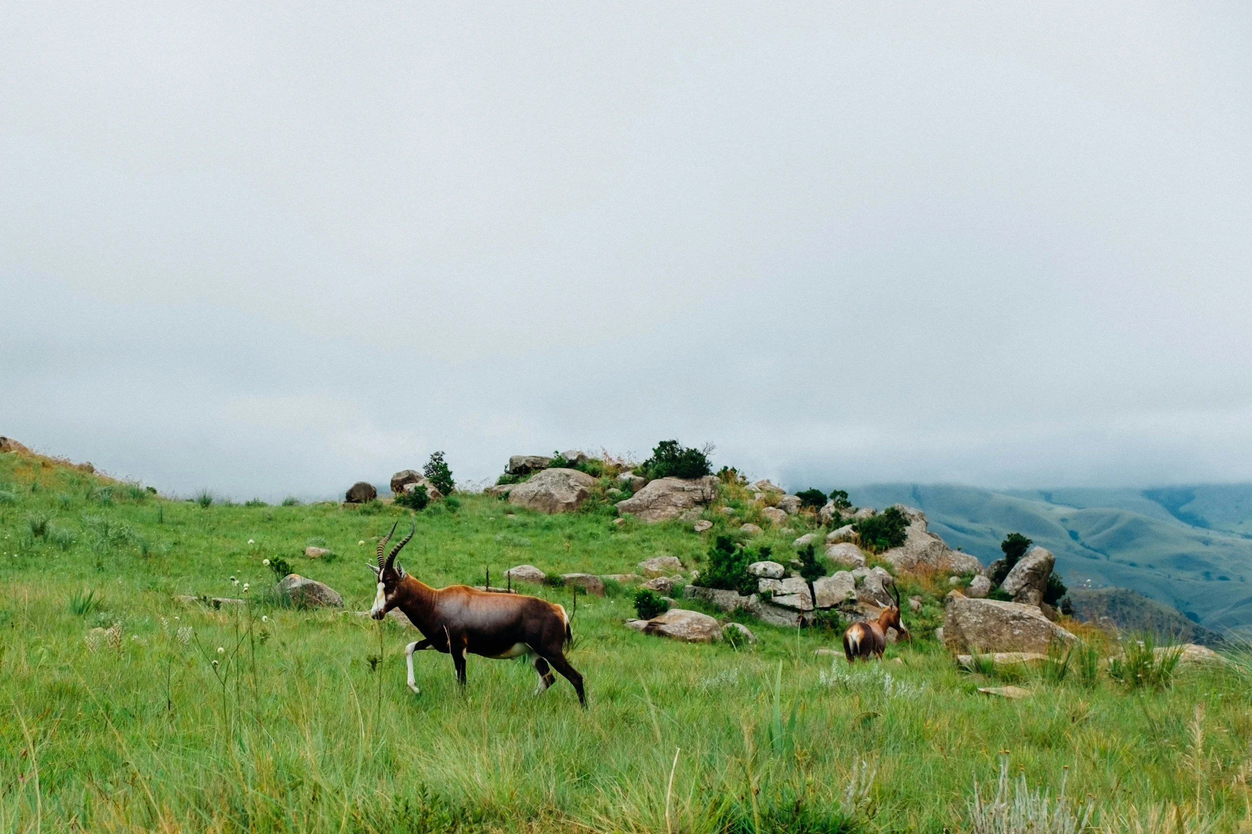 Eswatini + South Africa | Batik + Grass Weaving