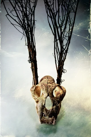 Transient