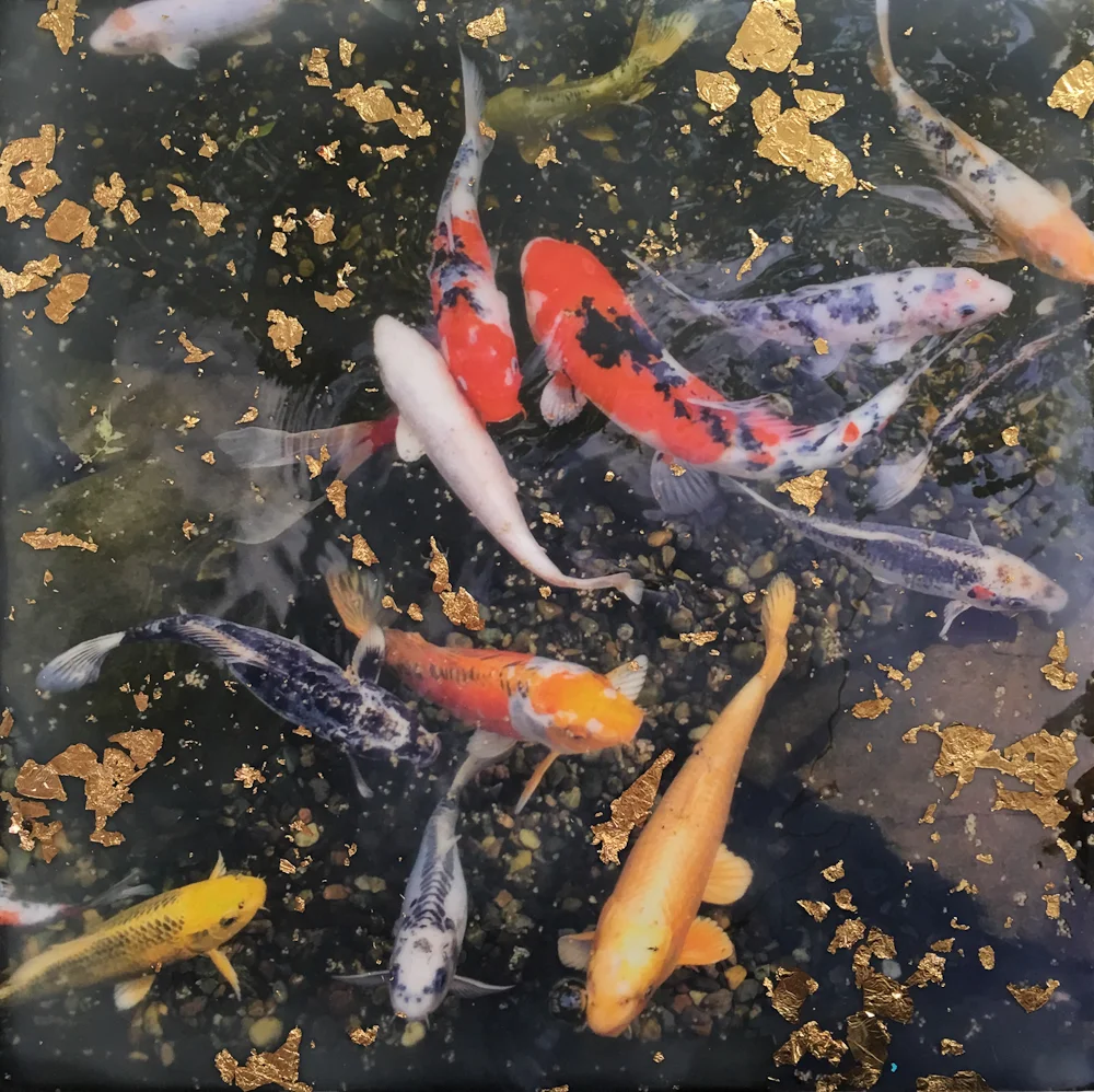 Koi