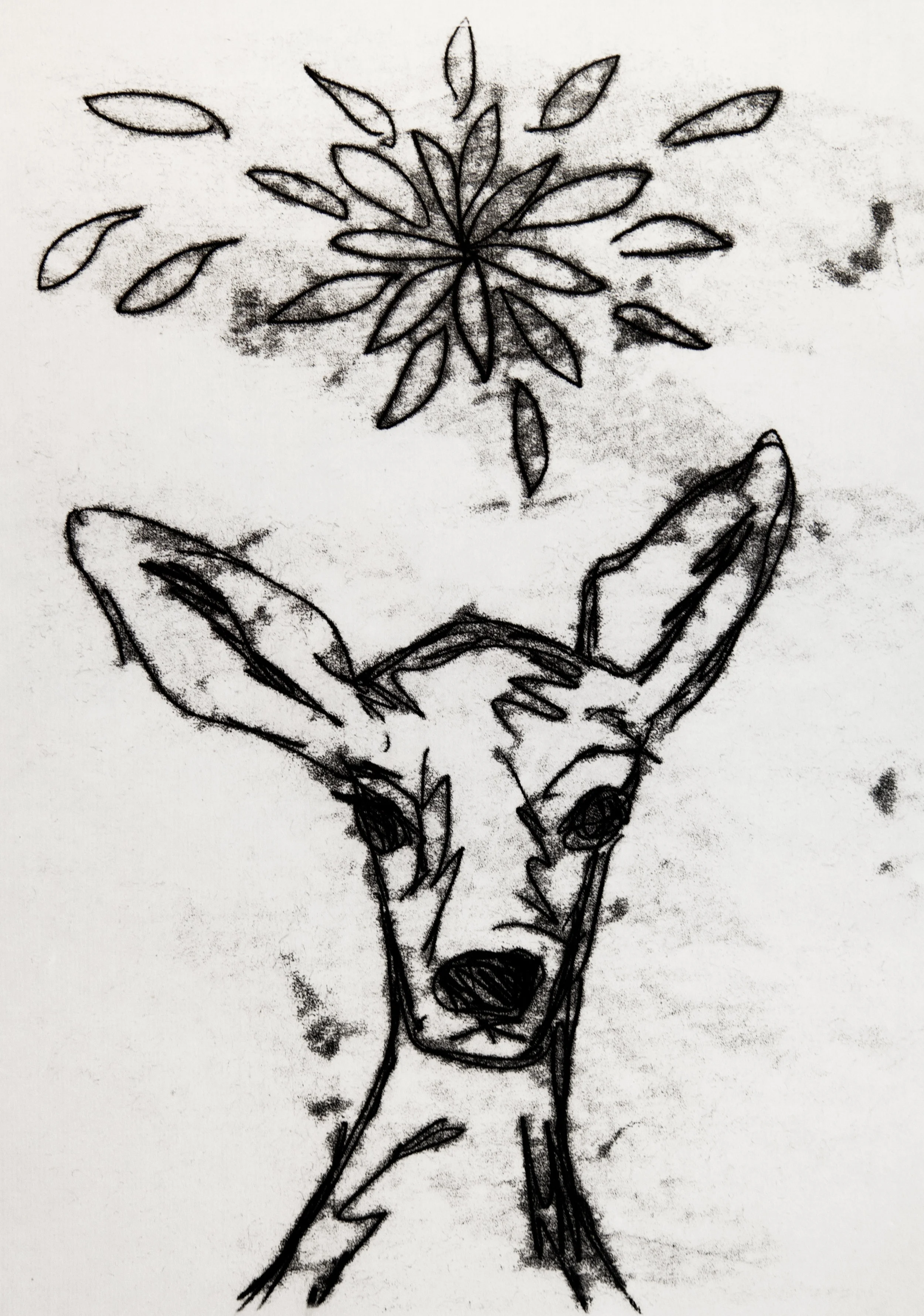 Fawn_DBlanchfield.jpg