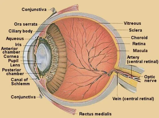 eyeanatomy.jpg