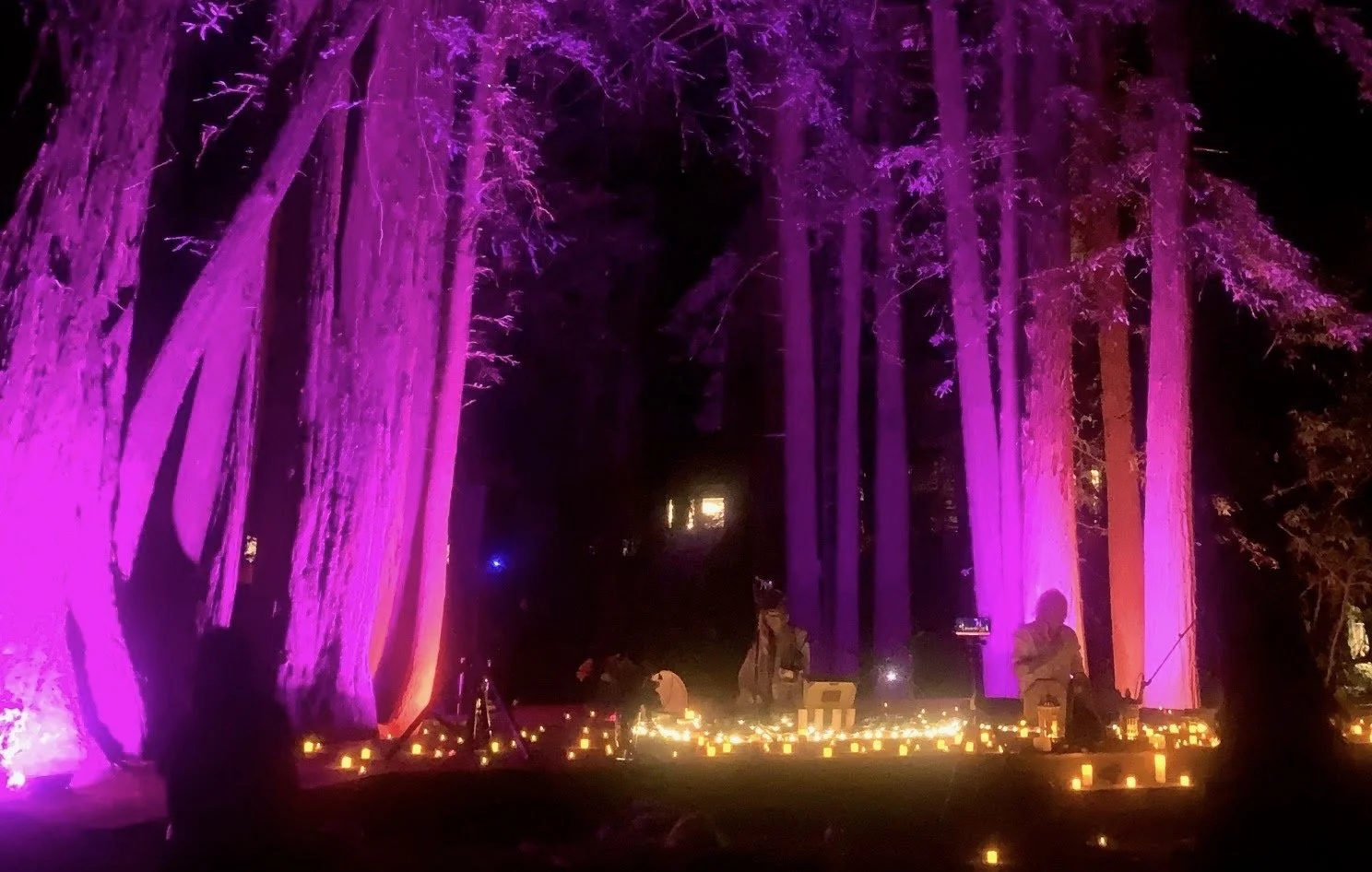 SOUND + MEDICINE IN THE REDWOOD w/ The Sonic Shamanic