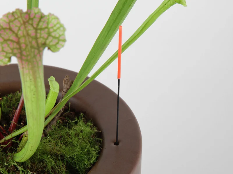 Miss_Roots_detalle2_800.jpg