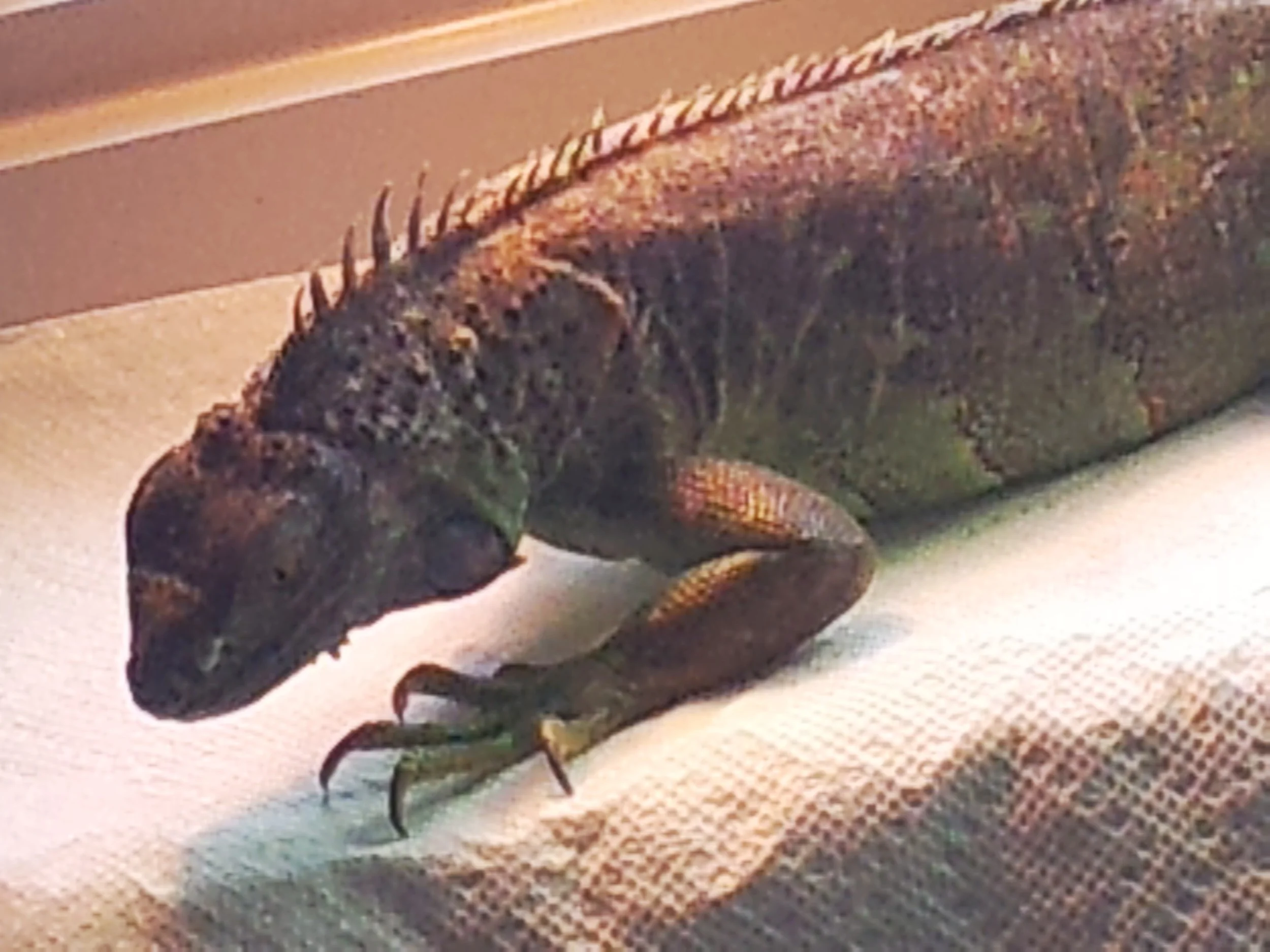 lizard.jpg