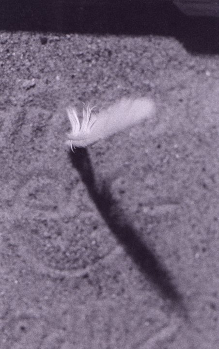 feathersandjpg_3198976394_o.jpg