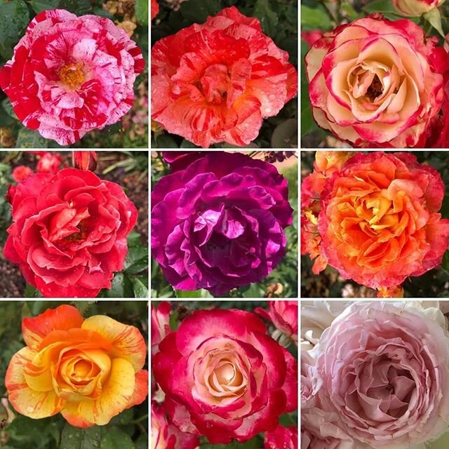 This incredible rose garden is making me reconsider my stance on pink.