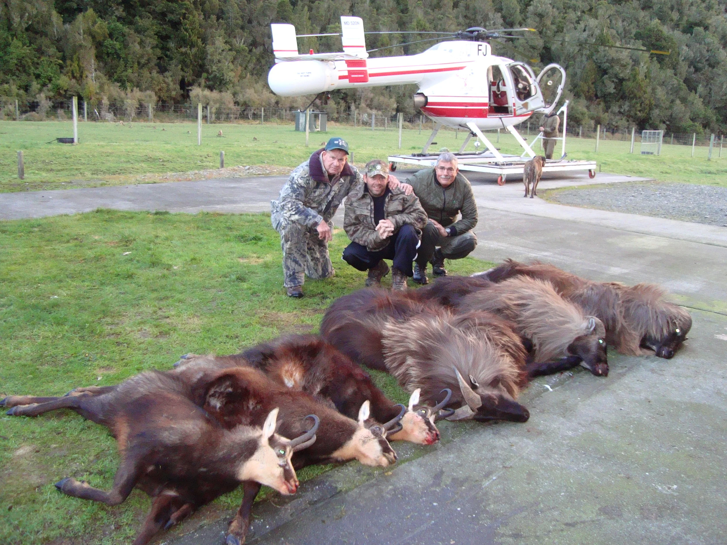 NEW ZEALAND HUNTING TRIPS — HICKS TAXIDERMY