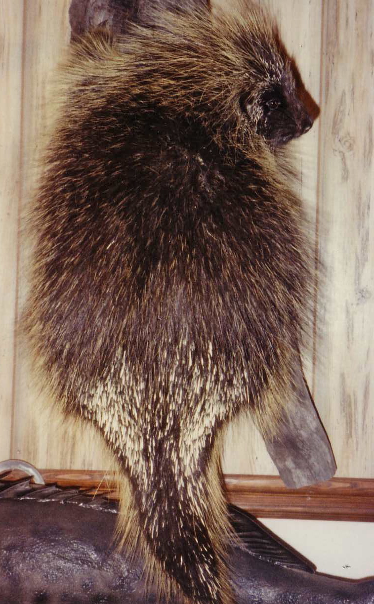 porcupine_2.JPG