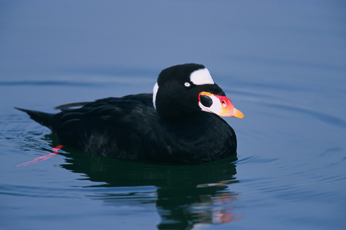 Scoter