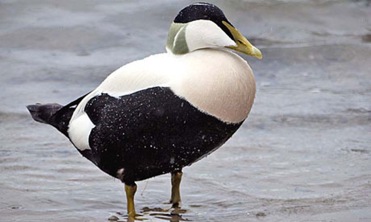 Eider