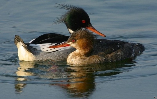 Red-Breasted Merganser