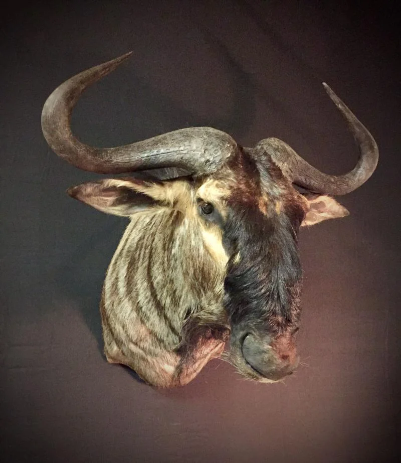 AFRICAN TROPHIES — HICKS TAXIDERMY
