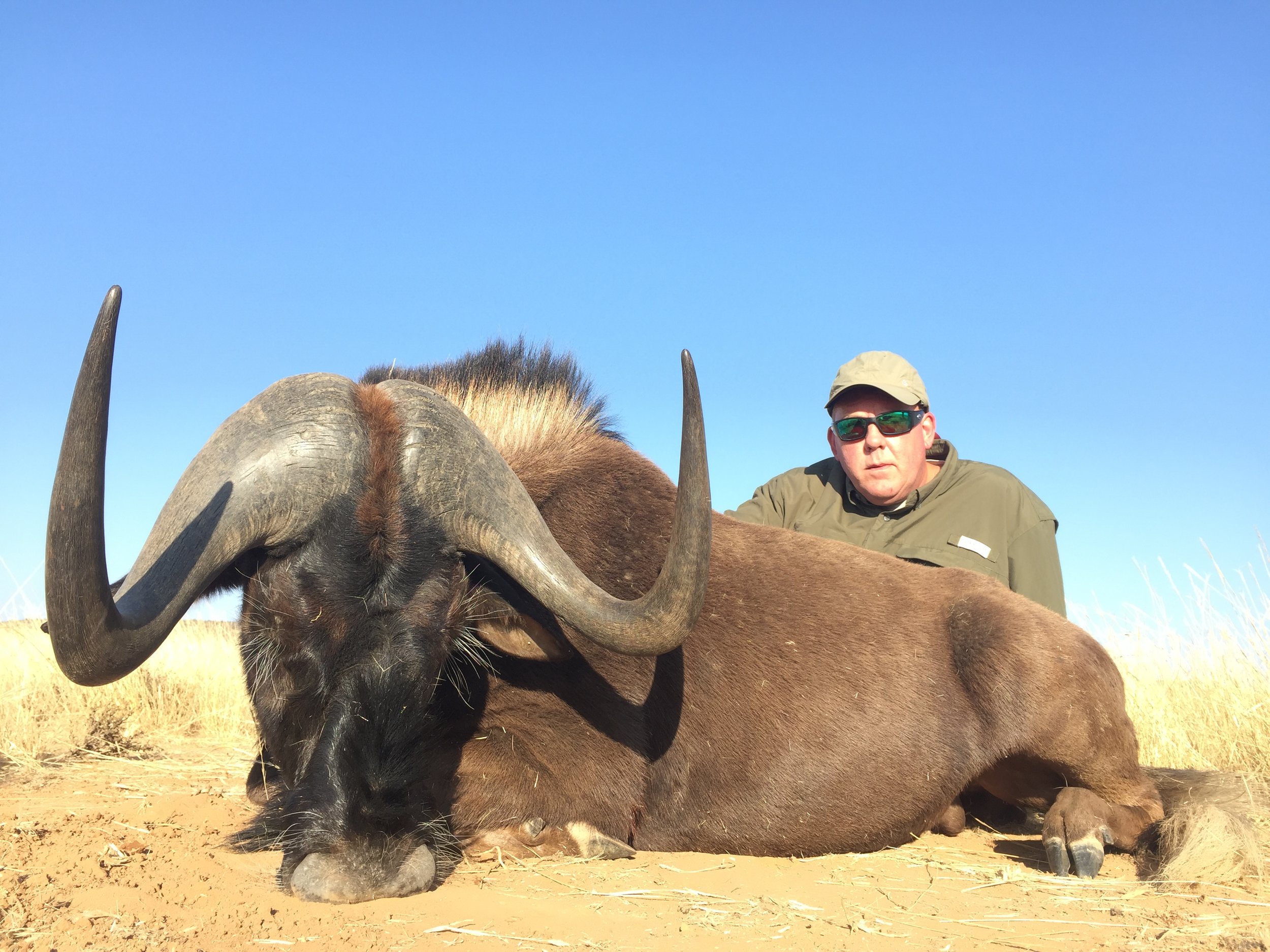 Kerry Hall Black Wildebeest