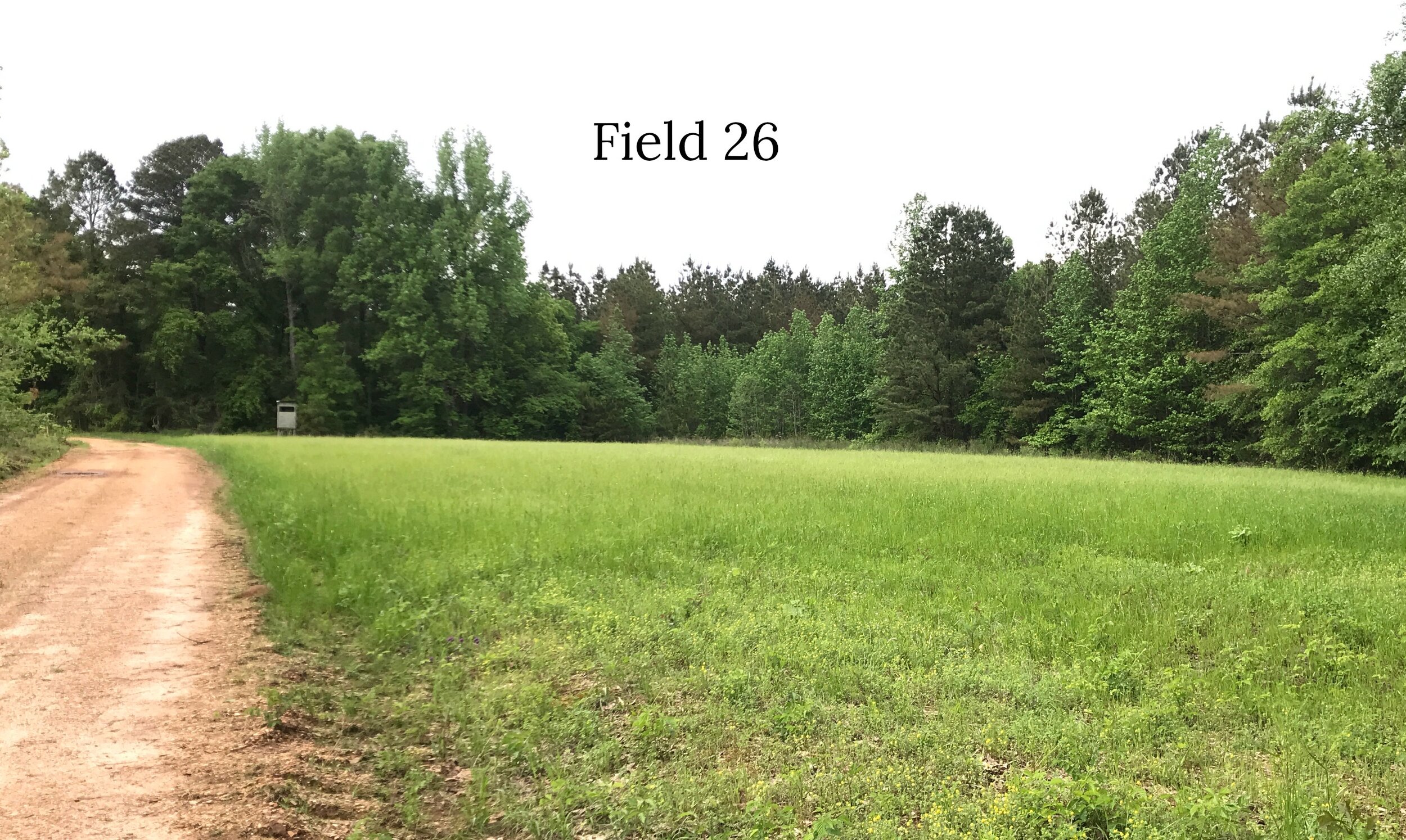 TR Field #26_text.jpg