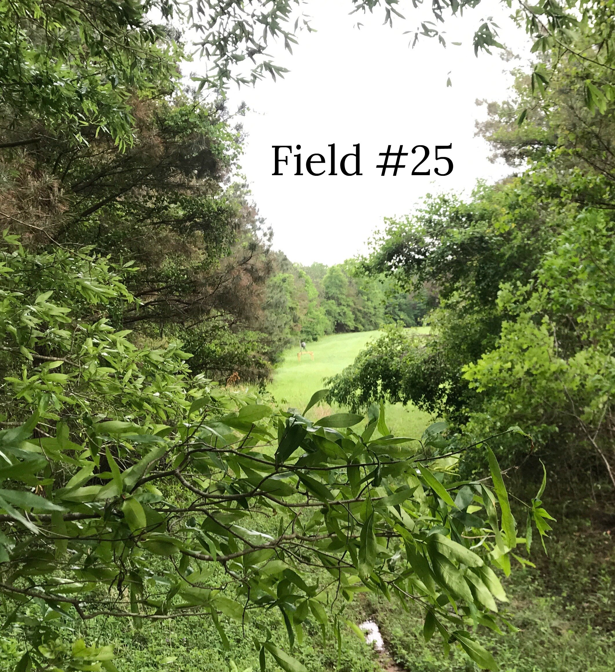 TR Field #25_Text.jpg