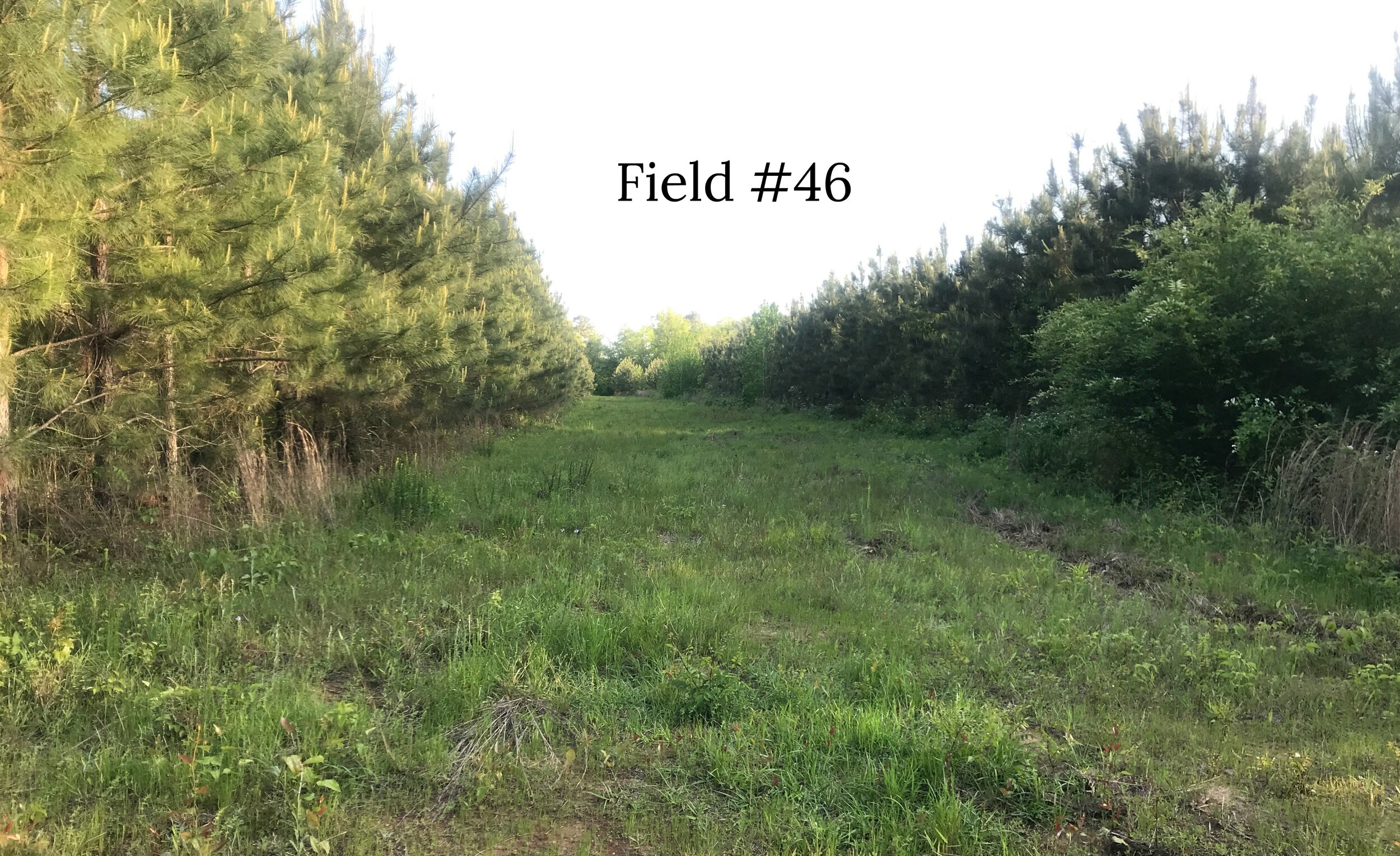 Field 46_text.jpg