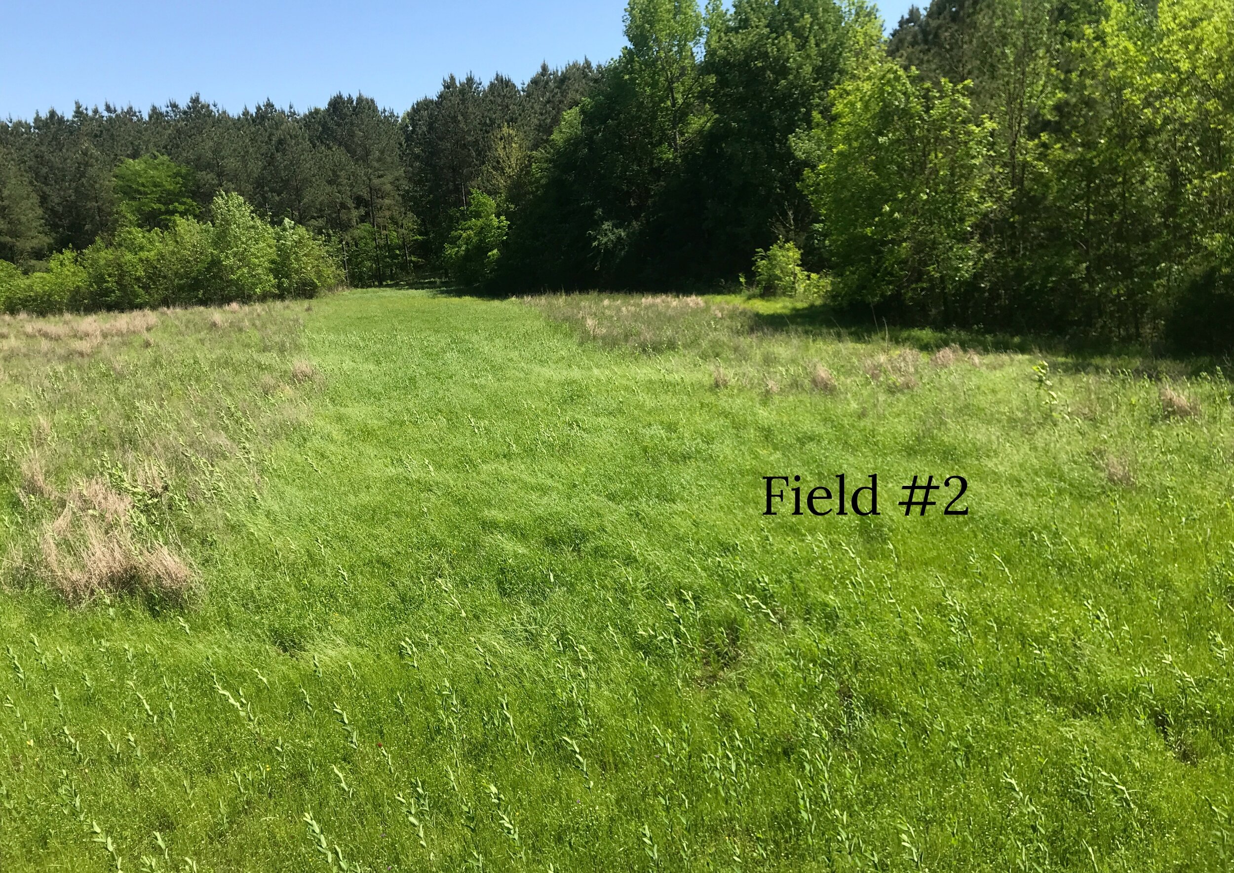 Field 2_text_1.jpg