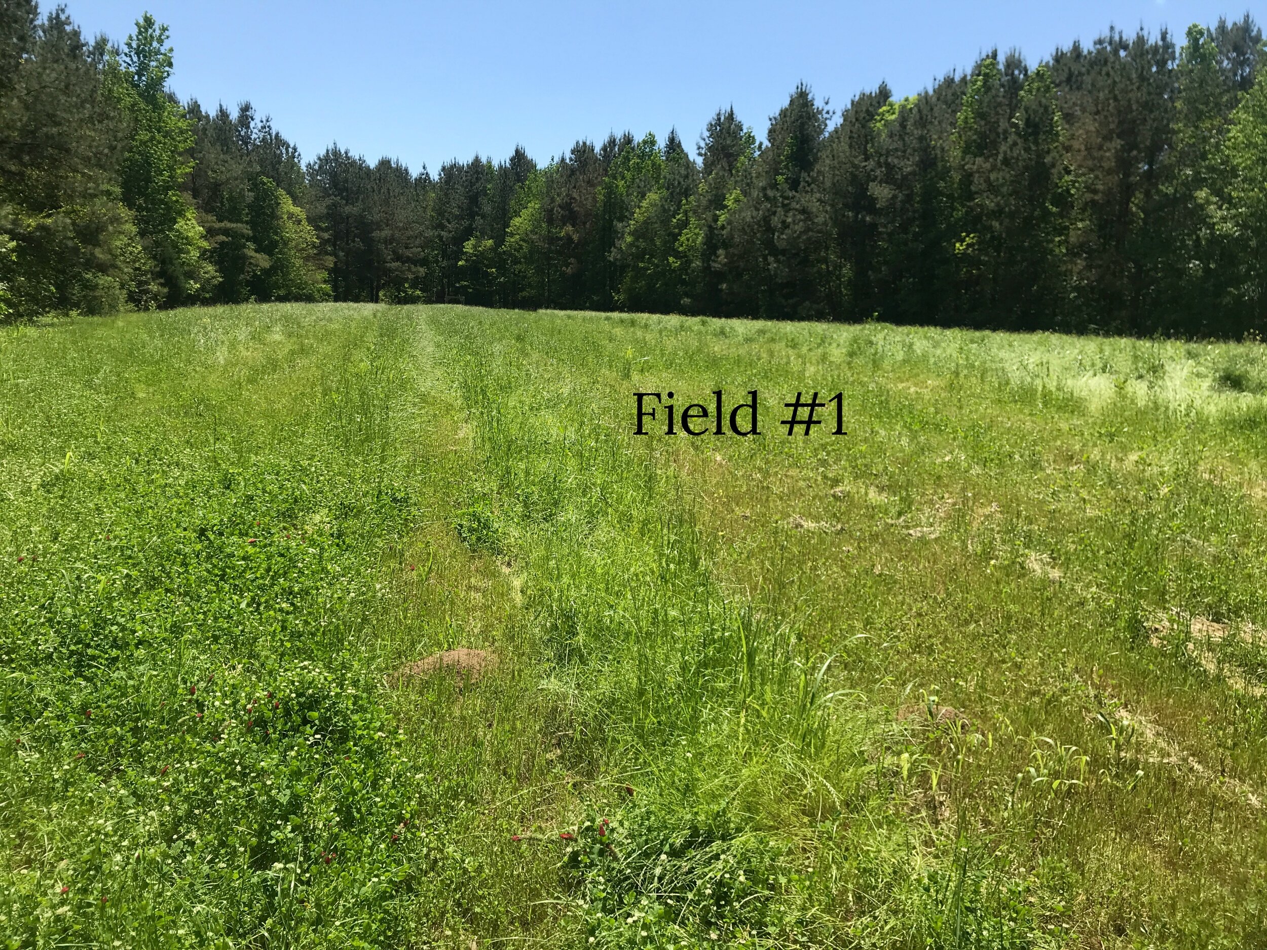 Field #1_test.jpg