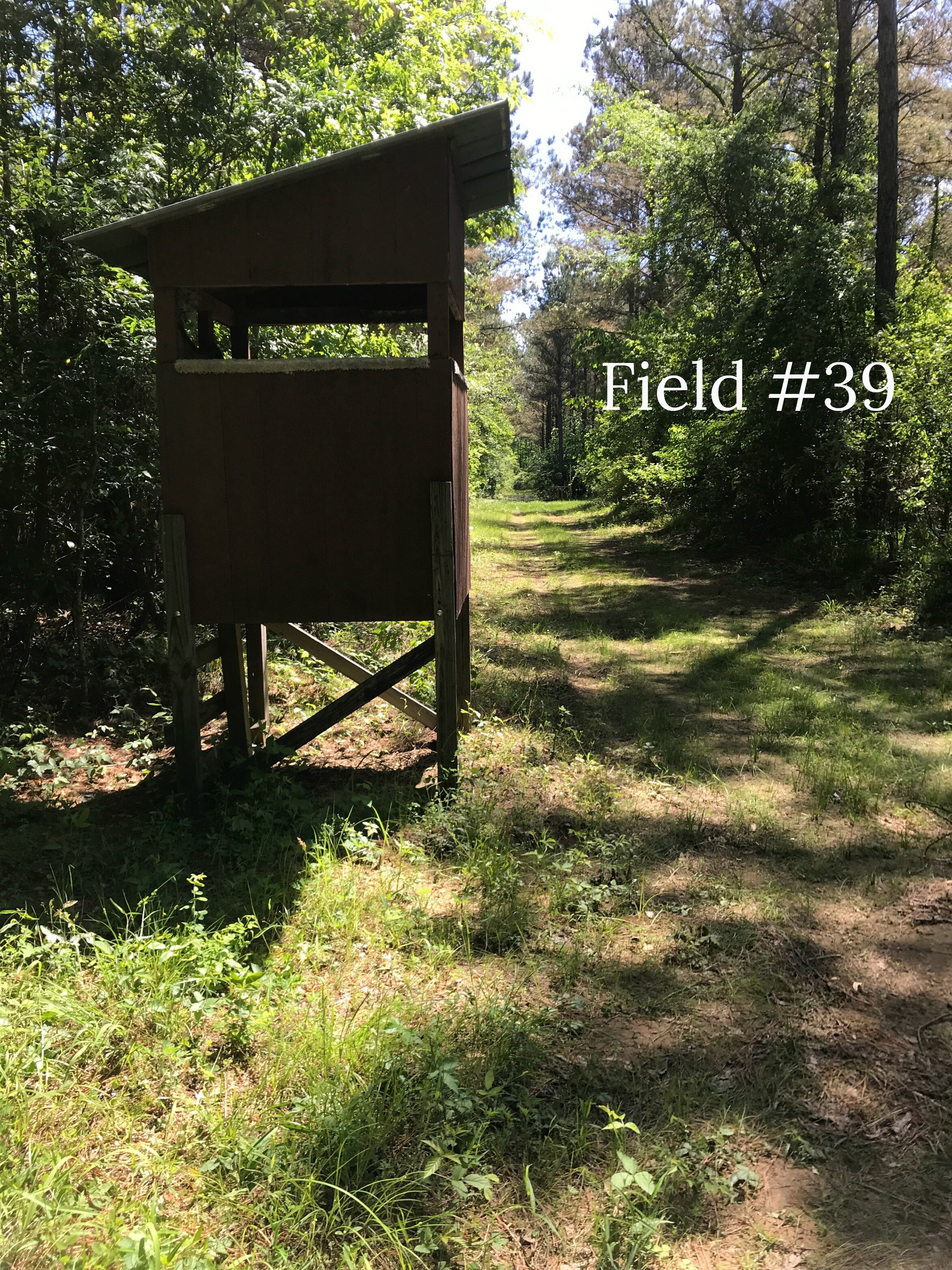 Field 39_text.jpg