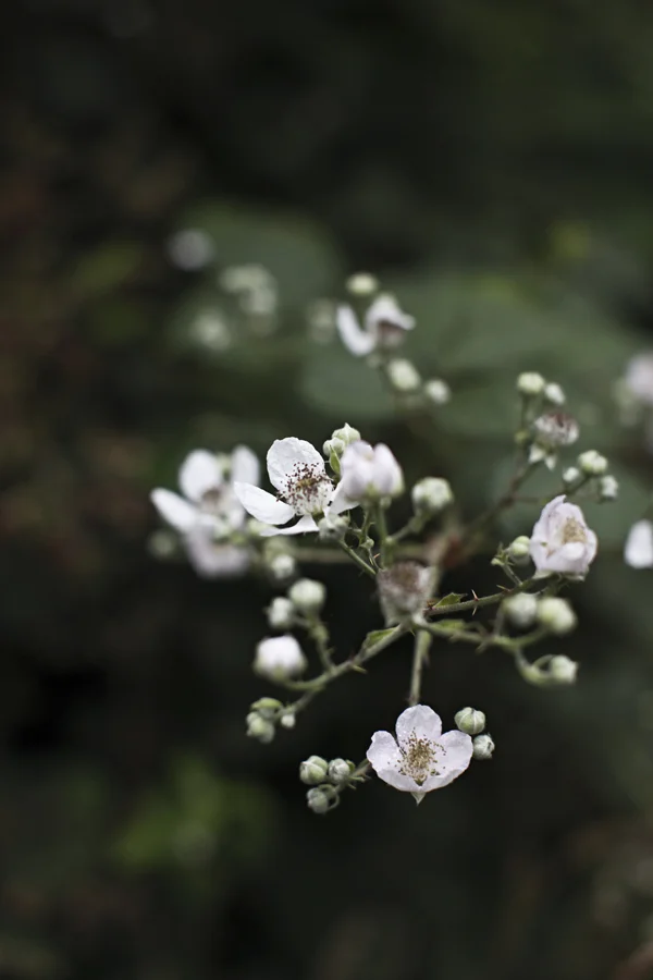 blackberrypearcreativefruitpizza5.jpg