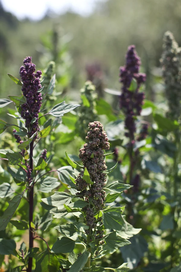 quinoasaladherbs6.jpg