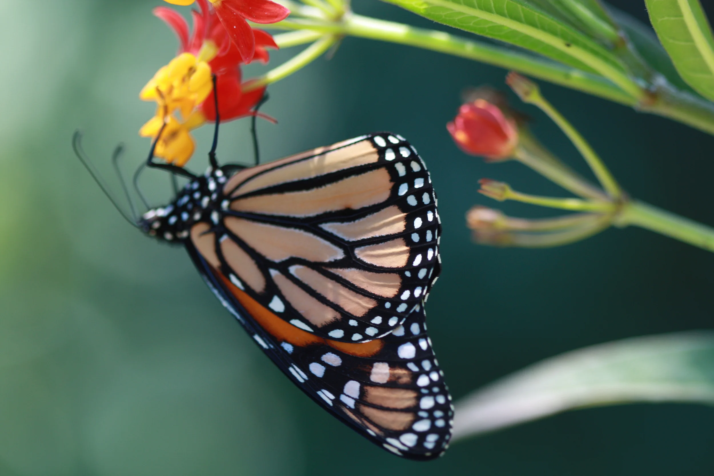 Monarch .JPG