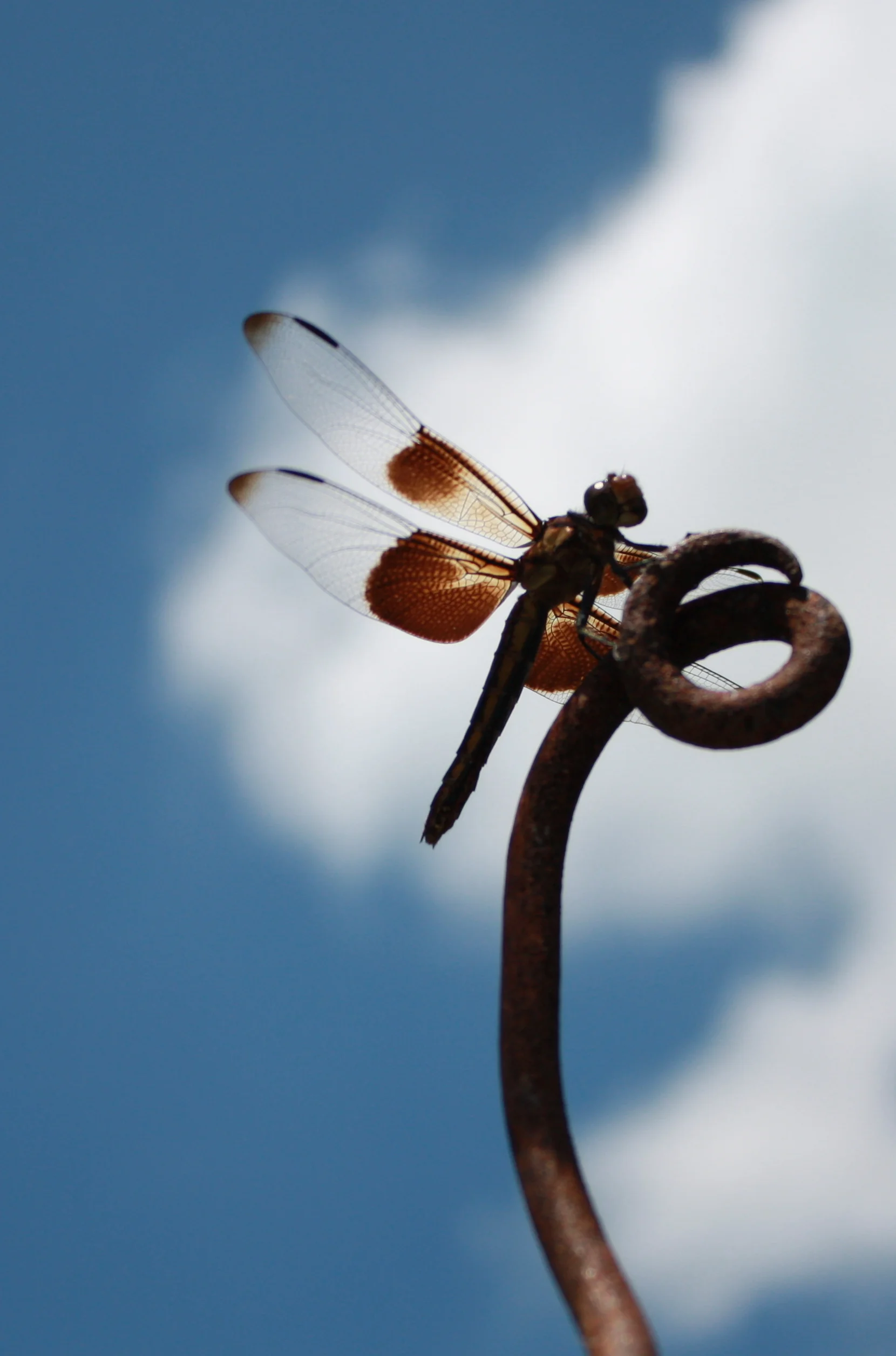 Dragonfly Magnet.JPG