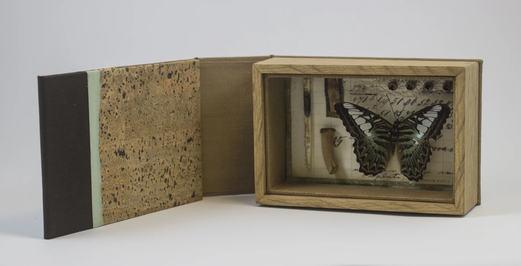 alpers_specimen series_Parthenos sylvia_open.jpg