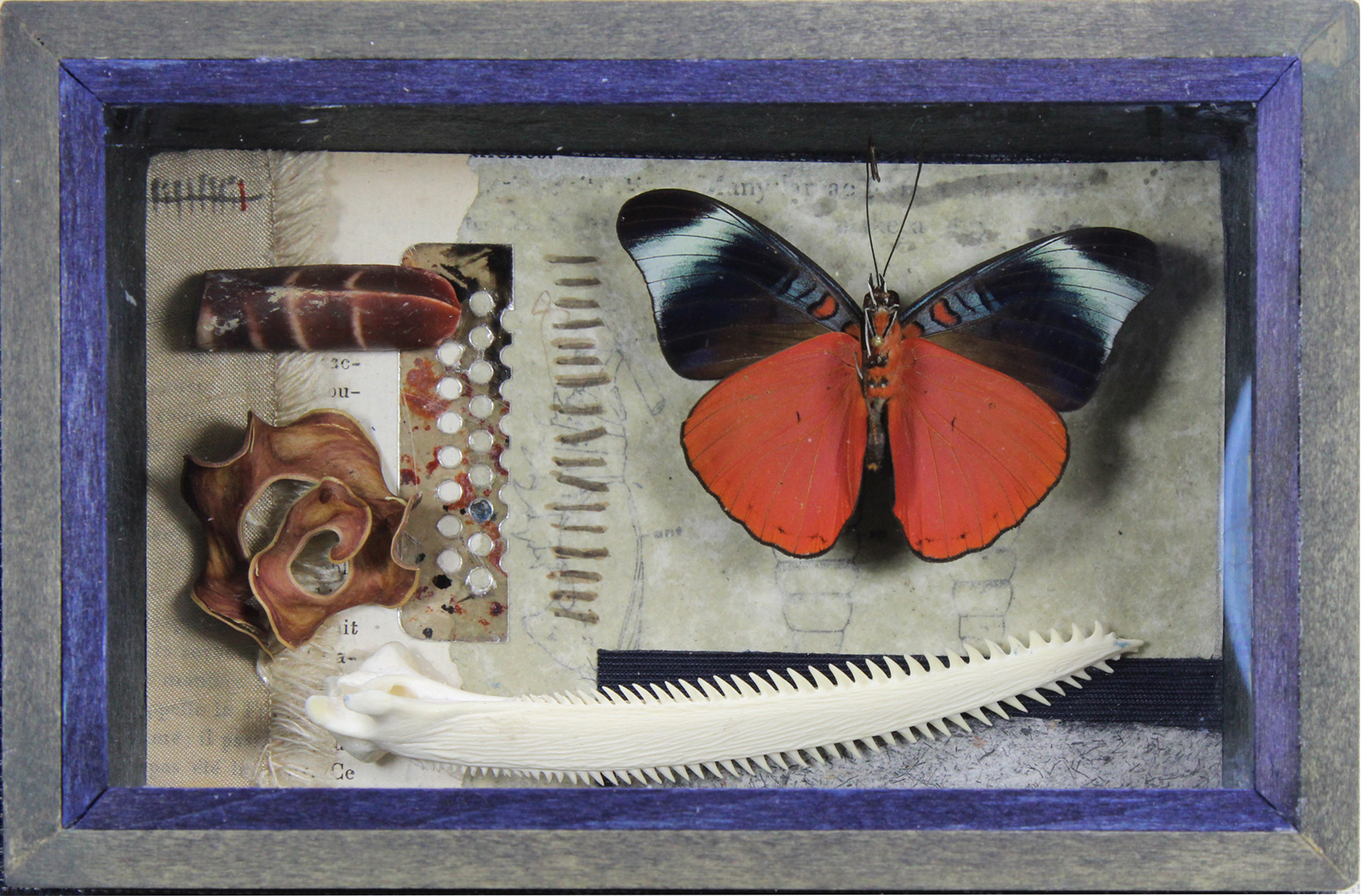 Curiousity Series_Panacaea_pola_detail1.jpg