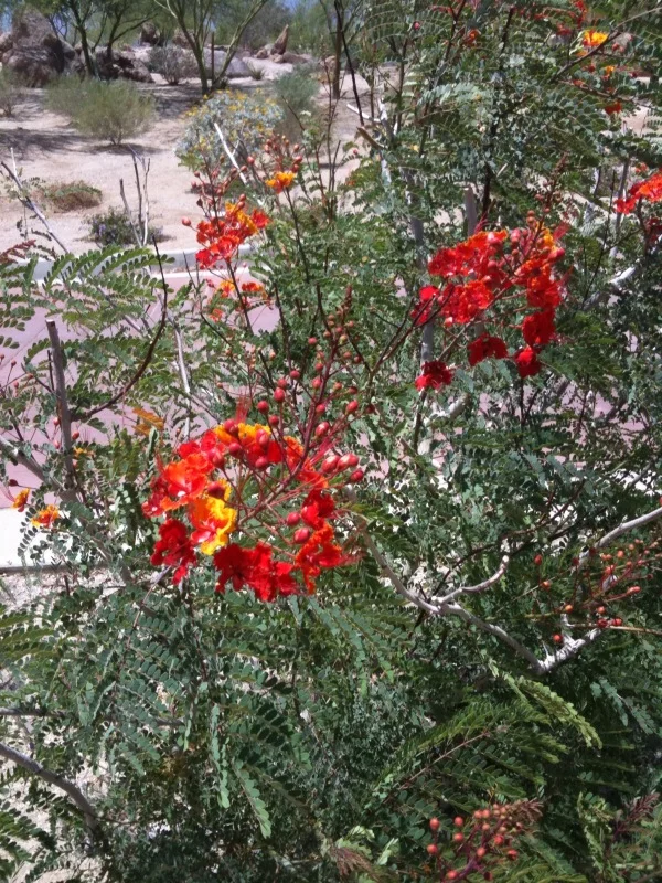 Gorgeous day in Borrego Springs … 87°F and a light breeze.------------ iSent from my iPhone
